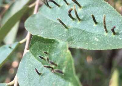 gall midge kapama