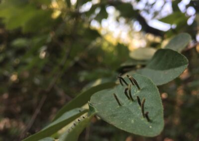 gall midge kapama
