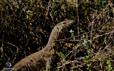 The Water Monitor