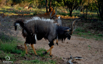 Nyala Dance