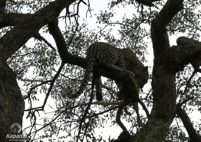 Kapama Leopard