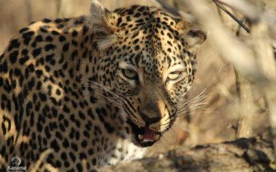 Leopard Caught Feasting