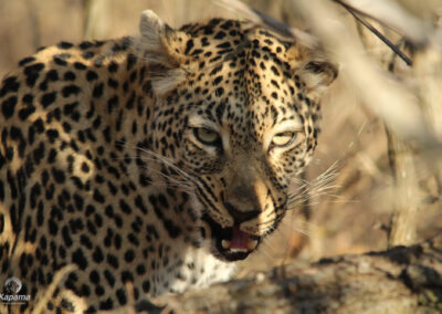 Kapama leopard eating