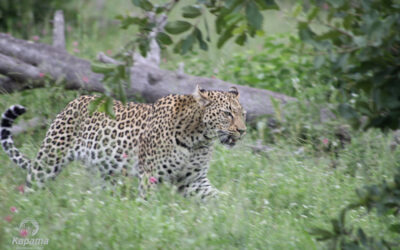 Buffalo Camp Leopard Tracking
