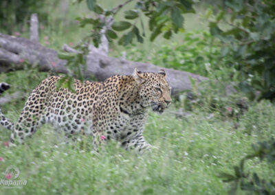 Kapama Leopard daytime