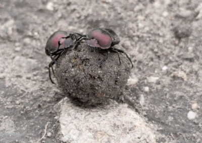 Kapama dung beetle