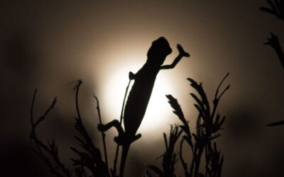 The Little Five and Smaller animals in Nature