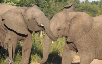 Gentle Ghostly Giants