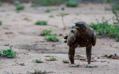 Signs of a South African Bushveld Summer