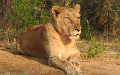 A Morning of Lions