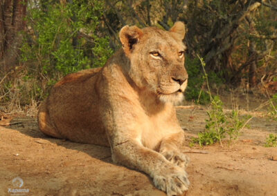 Kapama lioness