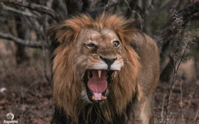 Kapama’s One-Eyed King