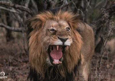 Kapama one-eyed male lion