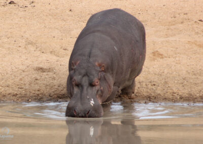 Kapama Hippo Male