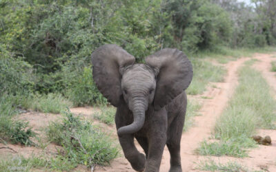 Interesting Facts about Baby Elephants