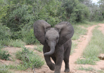 Kapama Baby elephant