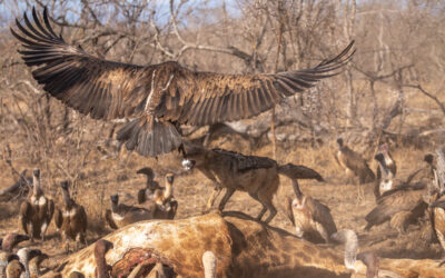 The Little Jackal that Could