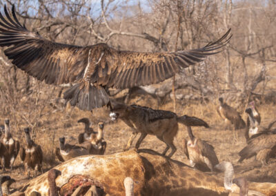 Kapama Jackal vs Vulture