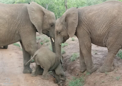 Kapama Game Reserve Elephant