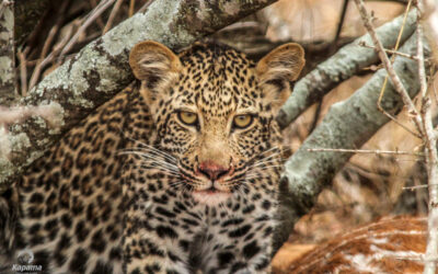 Leopard Cubs Spotted