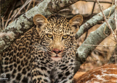 Kapama Leopard Cub feeding
