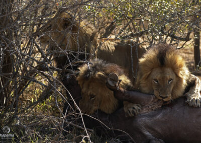 Kapama Male Lions kill buffalo