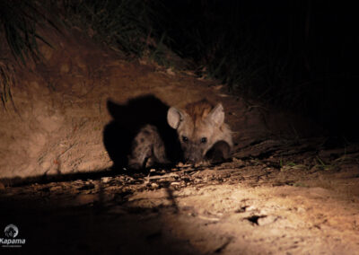 Kapama Hyena