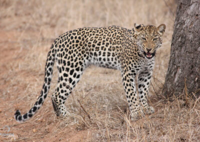 Kapama Leopard female