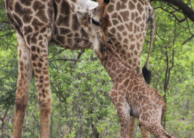 Kapama giraffe calf