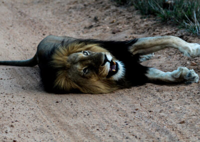 Kapama iconic one-eyed male lion