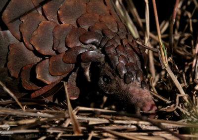 Kapama Reserve Pangolin