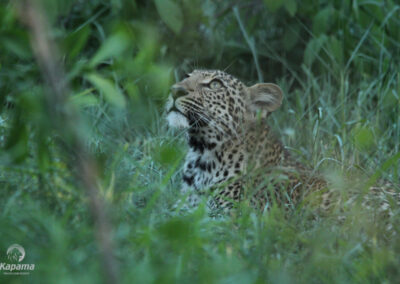 Kapama Reserve female leopard looking at bird flying above