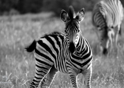 Kapama River lodge Photo competition