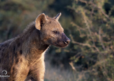 Kapama Reserve Hyena