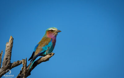 Lilac Breasted Roller