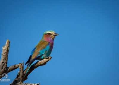 Kapama lilac roller