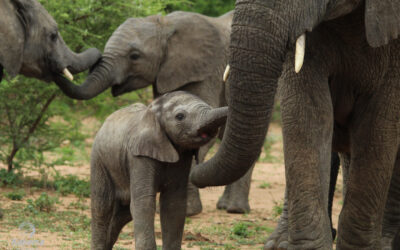 Elephants Being Elephants