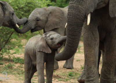 Kapama baby elephants