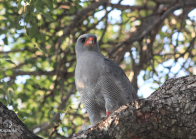 Kapama dark-chanting goshawk