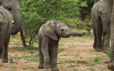Elephant Fun