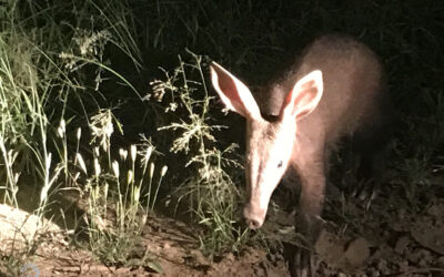 Night Drive In The Bush