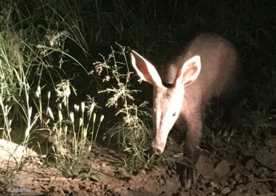 Kapama Aardvark