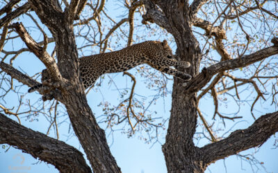This Is My Tree