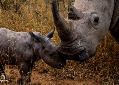Kapama Rhino