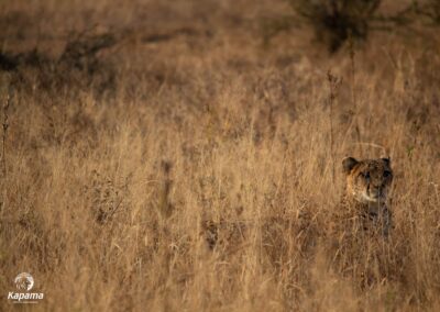Kapama Cheetah