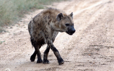 Hyenas in the Lowveld