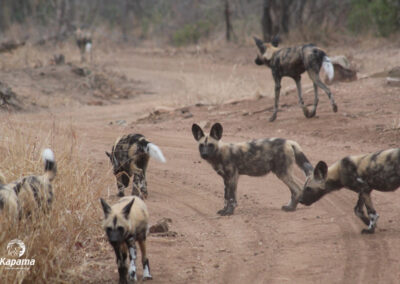 Kapama Wild Dogs