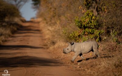 World Rhino Day