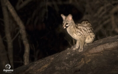 Spotted Safari