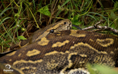 Southern African Rock Python
